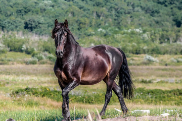 Obraz premium animal