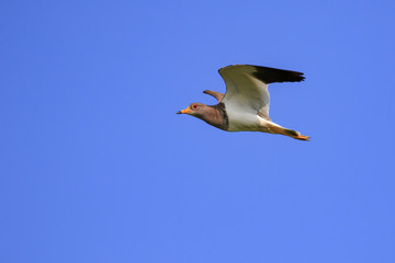 Fototapeta na wymiar Image of red-wattled lapwing bird(Vanellus indicus) flying in the sky. Animal. Bird.