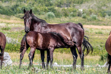 Obraz premium animal