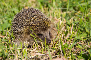Young prickly hedgehog in green grass