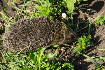 Young prickly hedgehog in green grass