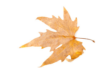 Autumn Leaves isolated on white