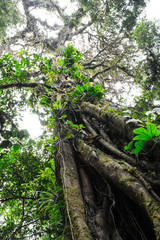 Jungle tree