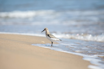 bird