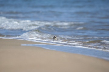 bird