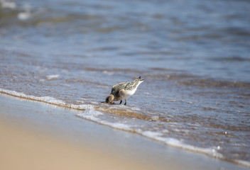 bird