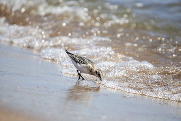 bird