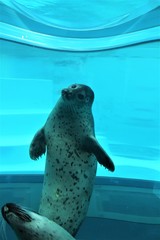 ゴマアザラシ © 志軒 王