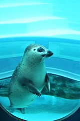 Naklejka premium ゴマアザラシ