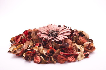 Died Flowers - Isolated in white background