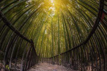Bamboo forest in South Korea.