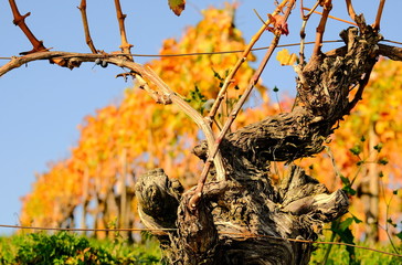 goldener Oktober im Weinberg