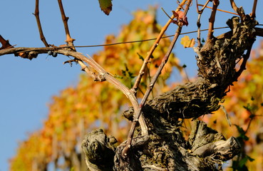 goldener Oktober im Weinberg