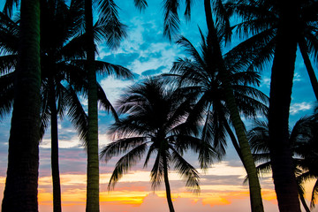 Fototapeta na wymiar Coconut tree on the beach with sunset sky background ,vintage tone.