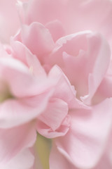 Obraz premium カーネーションの花びら
