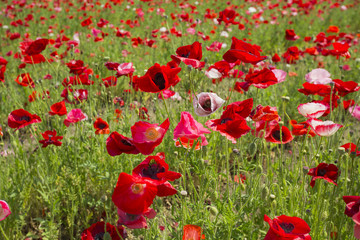 ポピーの花畑