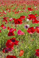 ポピーの花畑