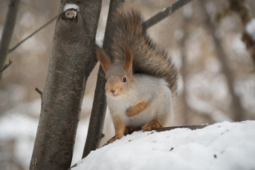 Naklejka na ściany i meble The gray squirrel eating sunflower seeds on the tree in the park in winter