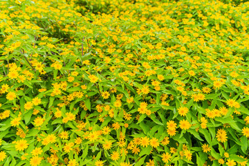Yellower flower background.
