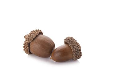 acorns on a white background ,close up