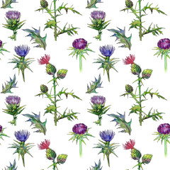 Wildflower thistle flower pattern in a watercolor style. Full name of the plant: thistle. Aquarelle wild flower for background, texture, wrapper pattern, frame or border.