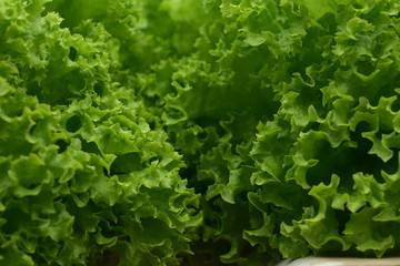 Organic hydroponic vegetable cultivation farm for fresh salad homemade. Selective focus