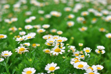 daisy flowers. selective focus