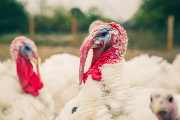 Turkeys from behind a metal fence on the farm