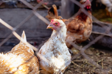 Portrait of a chicken behind a metal mesh on a farm.