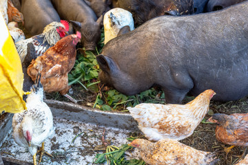 Feeding vietnamese pigs and chicken on the farm