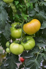 Natural summer background, Tomatoes on a branch in the farm.