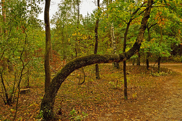 Jesienny las i zakrzywione drzewo wśród brązowych liści. - obrazy, fototapety, plakaty