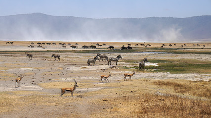 Fototapeta na wymiar Ngorongoro Nationalpark Tansania