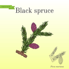 Picea mariana black spruce branches.