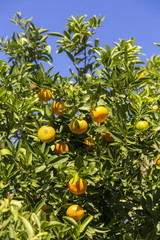 Orange fruit tree in garden. Turkey