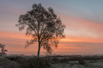 Fototapeta na wymiar Winter Morning in Giethoorn with Birch