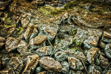 coastal background texture of algae on rocks at low tide