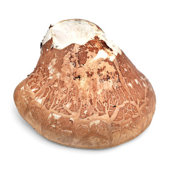 fomitopsis betulina mushroom