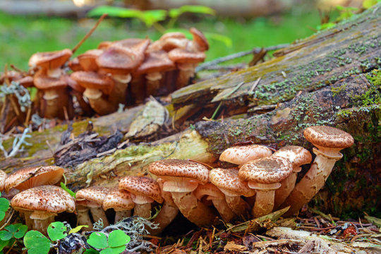 armillaria ostoyae mushroom