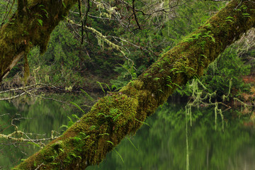 a picture of an Pacific Northwest forest and pond with Vine maple trees