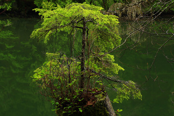 a picture of an pacific Northwest pond with second growth conifer
