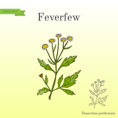 Feverfew - medicinal plant.