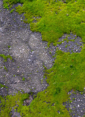 Green moss on asphalt.