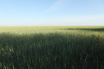 Triticum durum