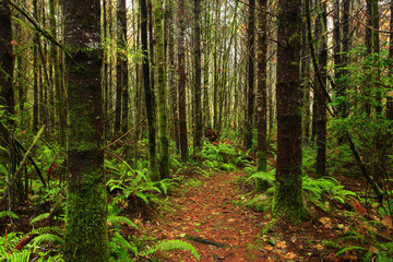 Fototapeta na wymiar a picture of an Pacific Northwest forest trail