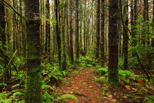 a picture of an Pacific Northwest forest trail