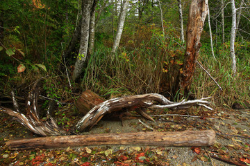 a picture of an Pacific Northwest inlet shoreline with driftwood