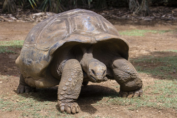 Obraz premium Giant turtles, dipsochelys gigantea in island Mauritius
