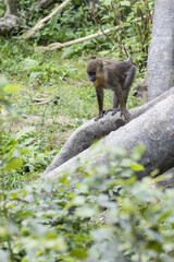 The female baboon.