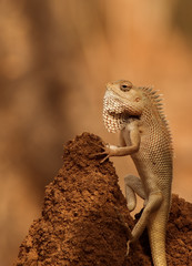 A grown up chameleon in a standing position